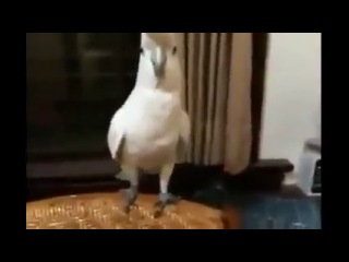 Опа! Попугай отжигает танец под клип Гангнам Стайл